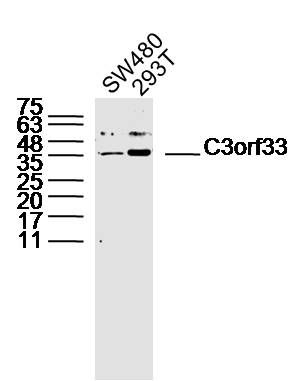 Fig1: Sample:; SW480 Cell (Human) Lysate at 30 ug; 293T Cell(Human)Lysate at 30 ug; Primary: Anti-C3orf33 at 1/300 dilution; Secondary: IRDye800CW Goat Anti-Rabbit IgG at 1/20000 dilution; Predicted band size: 34kD; Observed band size: 35kD