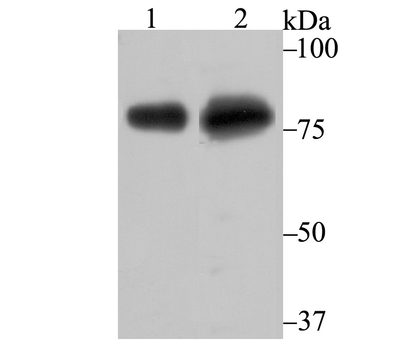 Fig1: Western blot analysis of Tle6 on different lysates using anti-Tle6 antibody at 1/500 dilution.; Positive control:; Lane 1: Mouse ovary tissue; Lane 2: HepG2