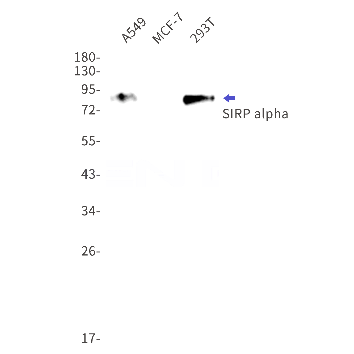 Western blot detection of SIRP alpha in A549,MCF-7,293T cell lysates using SIRP alpha Rabbit mAb(1:1000 diluted).Predicted band size:55kDa.Observed band size:85kDa.