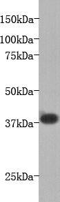 Fig1: Western blot analysis on mouse liver using anti-LPA-receptor I polyclonal antibody.