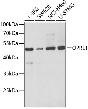 Western blot - OPRL1 Polyclonal Antibody 