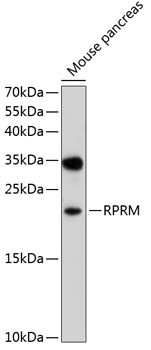 Western blot - RPRM Polyclonal Antibody 
