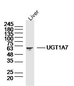 Fig2: Sample: Liver (Mouse) Lysate at 40 ug; Primary: Anti-UGT1A7 at 1/300 dilution; Secondary: IRDye800CW Goat Anti-Rabbit IgG at 1/20000 dilution; Predicted band size: 57kD; Observed band size: 57kD