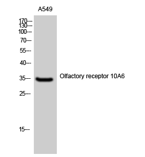 Fig1:; Western Blot analysis of A549 cells using Olfactory receptor 10A6 Polyclonal Antibody