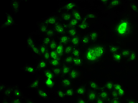 Immunofluorescence - NELFE Polyclonal Antibody 