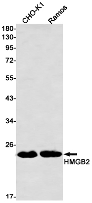 Western blot detection of HMGB2 in CHO-K1,Ramos cell lysates using HMGB2 Rabbit mAb(1:1000 diluted).Predicted band size:24kDa.Observed band size:24kDa.