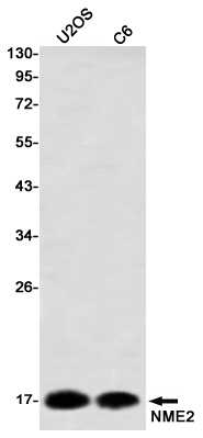 Western blot detection of NME2 in U2OS,C6,Ramos using NME2 Rabbit mAb(1:1000 diluted)