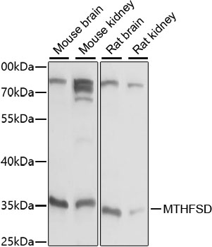 Western blot - MTHFSD Polyclonal Antibody 