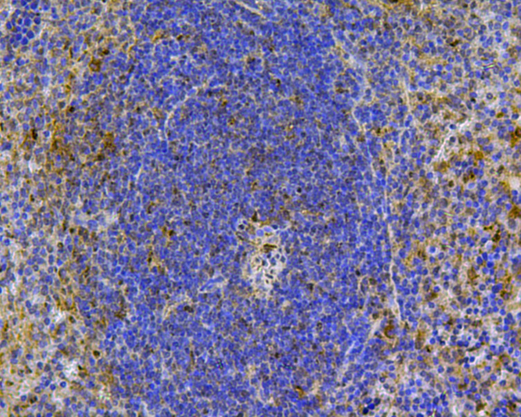 Fig3:; Immunohistochemical analysis of paraffin-embedded mouse spleen tissue using anti-CD24 antibody. The section was pre-treated using heat mediated antigen retrieval with Tris-EDTA buffer (pH 8.0-8.4) for 20 minutes.The tissues were blocked in 5% BSA for 30 minutes at room temperature, washed with ddH; 2; O and PBS, and then probed with the primary antibody ( 1/50) for 30 minutes at room temperature. The detection was performed using an HRP conjugated compact polymer system. DAB was used as the chromogen. Tissues were counterstained with hematoxylin and mounted with DPX.