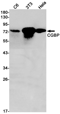 Western blot detection of CGBP in C6,3T3,Hela cell lysates using CGBP Rabbit pAb(1:1000 diluted).Predicted band size:76kDa.Observed band size:76kDa.