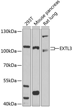 Western blot - EXTL3 Polyclonal Antibody 