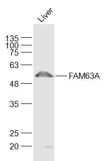 Fig3: Sample:; Liver (Mouse) Lysate at 40 ug; Primary: Anti-FAM63A at 1/1000 dilution; Secondary: IRDye800CW Goat Anti-Rabbit IgG at 1/20000 dilution; Predicted band size: 52 kD; Observed band size: 52 kD