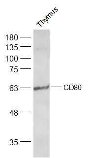 Fig2: Sample:; Thymus (Mouse) Lysate at 40 ug; Primary: Anti-CD80 at 1/500 dilution; Secondary: IRDye800CW Goat Anti-Rabbit IgG at 1/20000 dilution; Predicted band size: 32 kD; Observed band size: 60 kD