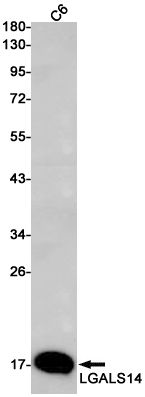 Western blot detection of LGALS14 in C6 cell lysates using LGALS14 Rabbit pAb(1:1000 diluted).Predicted band size:16kDa.Observed band size:16kDa.