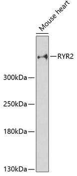 Western blot - RYR2 Polyclonal Antibody 