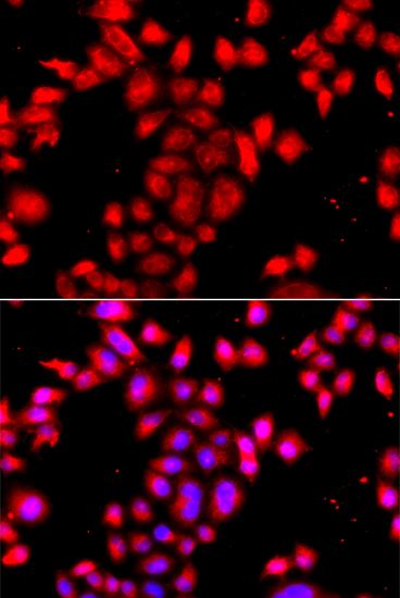 Immunofluorescence - OSGEPL1 Polyclonal Antibody 