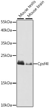 Western blot - Cpsf4l Polyclonal Antibody 