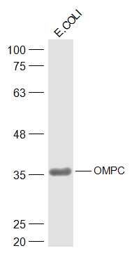 Fig1: Sample:; E.coli Lysis solution Lysate at 30 ug; Primary: Anti-OMPC at 1/500 dilution; Secondary: IRDye800CW Goat Anti-Rabbit IgG at 1/20000 dilution; Predicted band size: 38 kD; Observed band size: 38 kD