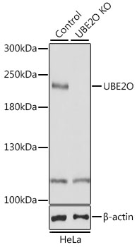 Western blot - UBE2O Polyclonal Antibody 