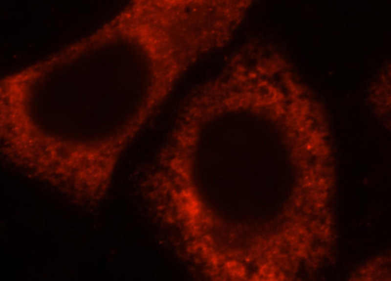 Immunofluorescent analysis of HepG2 cells, using RPL28 antibody Catalog No:114885 at 1:25 dilution and Rhodamine-labeled goat anti-rabbit IgG (red).