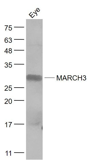 Fig1: Sample:; Eye (Mouse) Lysate at 40 ug; Primary: Anti- MARCH3 at 1/1000 dilution; Secondary: IRDye800CW Goat Anti-Rabbit IgG at 1/20000 dilution; Predicted band size: 29 kD; Observed band size: 29 kD
