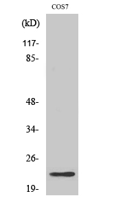 Fig1:; Western Blot analysis of various cells using Cerebellin 2 Polyclonal Antibody