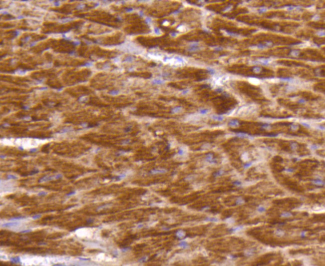 Fig3: Immunohistochemical analysis of formalin-fixed, paraffin-embedded mouse heart tissue labeling Dopey-2. Counterstained with Hematoxylin.