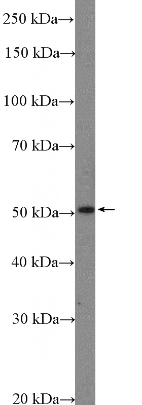 HeLa cells were subjected to SDS PAGE followed by western blot with Catalog No:116001(TFAP2D Antibody) at dilution of 1:600