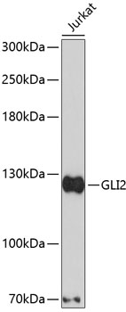 Western blot - Gli2 Polyclonal Antibody 
