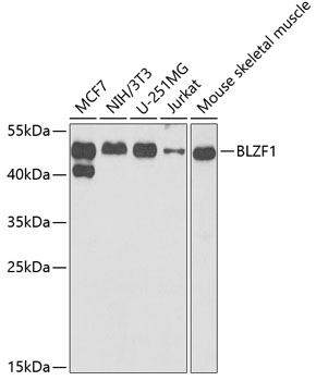 Western blot - BLZF1 Polyclonal Antibody 