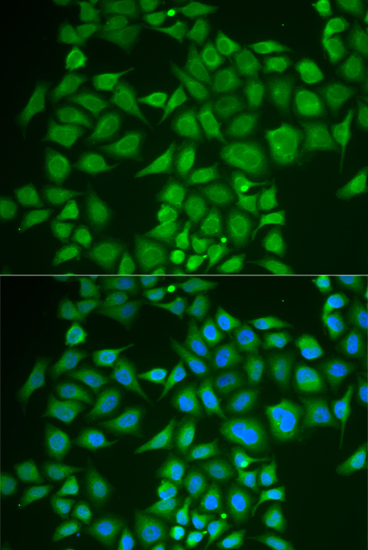 Immunofluorescence - PNOC Polyclonal Antibody 