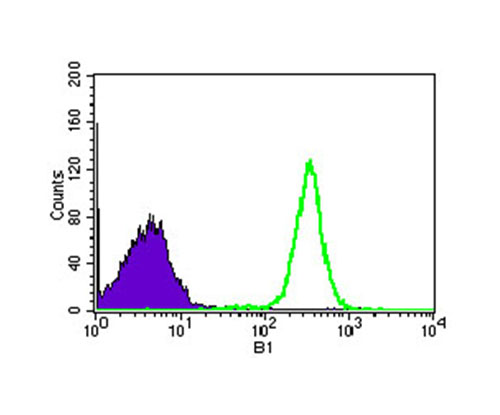 Fig7: Flow cytometric analysis of HEK293 cells with WHSC2 antibody at 1/100 dilution (green) compared with an unlabelled control (cells without incubation with primary antibody; purple).