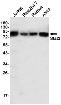 Western blot detection of Stat3 in Jurkat,Raw264.7,Ramos,A549 cell lysates using Stat3 (6H10) Mouse mAb(1:1000 diluted).Predicted band size:79, 86KDa.Observed band size:86KDa.