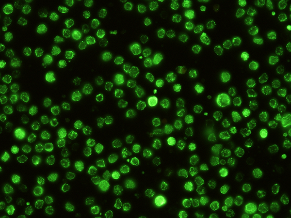 SIGNR1 / CD209b Antibody, Rabbit MAb, Immunofluorescence