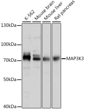 Western blot - MAP3K3 Polyclonal Antibody 