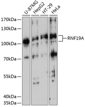 Western blot - RNF19A Polyclonal Antibody 