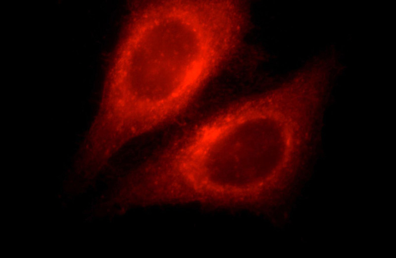 Immunofluorescent analysis of HepG2 cells, using IFITM3 antibody Catalog No: at 1:25 dilution and Rhodamine-labeled goat anti-mouse IgG (red).