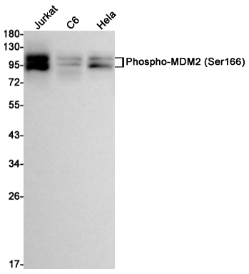 Western blot detection of Phospho-MDM2 (Ser166) in Jurkat,C6,Hela cell lysates using Phospho-MDM2 (Ser166) Rabbit mAb(1:1000 diluted).Predicted band size:55kDa.Observed band size:90kDa.