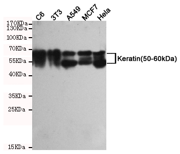 Western blot detection of Keratin(50-60kDa) in C6,3T3,A549,MCF7 and Hela cell lysates using Keratin(50-60kDa) mouse mAb (1:2000 diluted).Predicted band size50~60KDa.Observed band size:50~60KDa.