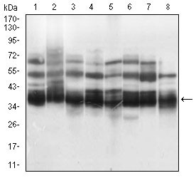 Western blot analysis using KHDRBS2 mouse mAb against K562 (1), HEK293 (2), NTERA-2 (3), Hela (4), HepG2 (5), Jurkat (6), A431 (7), NIH/3T3 (8) cell lysate.
