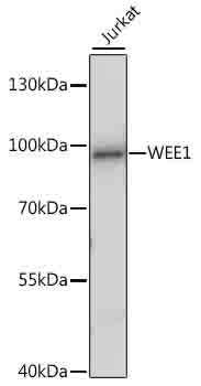 Western blot - WEE1 Polyclonal Antibody 