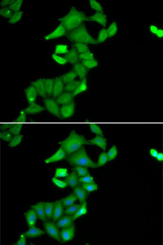 Immunofluorescence - BLZF1 Polyclonal Antibody 