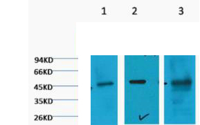 Western blot analysis of 1) Hela, 2) HepG2, 3) Mouse Skeletal Muscle tissue, (2F7) diluted at 1:1000.