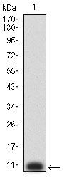 Fig1: Western blot analysis of P2RY8 against human P2RY8 (AA: extra mix) recombinant protein. Proteins were transferred to a PVDF membrane and blocked with 5% BSA in PBS for 1 hour at room temperature. The primary antibody ( 1/500) was used in 5% BSA at room temperature for 2 hours. Goat Anti-Mouse IgG - HRP Secondary Antibody at 1:5,000 dilution was used for 1 hour at room temperature.