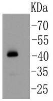 Fig1: Western blot analysis on mouse testis lysates using anti-YB1 rabbit polyclonal antibody.