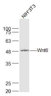 Fig3: Sample:; NIH/3T3(Mouse) Cell Lysate at 30 ug; Primary: Anti-Wnt6 at 1/1000 dilution; Secondary: IRDye800CW Goat Anti-Rabbit IgG at 1/20000 dilution; Predicted band size: 38 kD; Observed band size: 48 kD