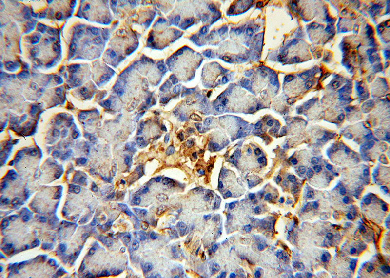 Immunohistochemical of paraffin-embedded human pancreas using Catalog No:114332(PTRF antibody) at dilution of 1:100 (under 40x lens)