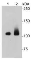 Fig1: Western blot analysis on different cell lysates using anti-EFTUD2 Mouse mAb. Positive control:; Lane 1: Jurkat; Lane 2: NIH/3T3