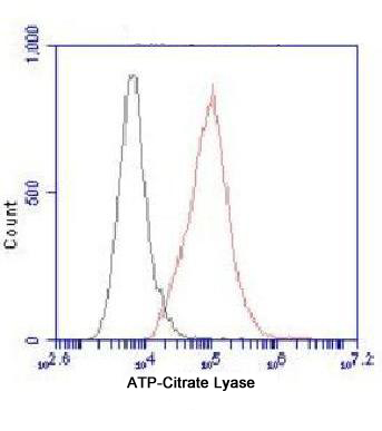 Flow Cytometry analysis of HeLa cells stained with ATP-Citrate Lyase  (red, 1/100 dilution), followed by FITC-conjugated goat anti-mouse IgG. Black line histogram represents the isotype control, normal mouse IgG