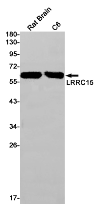 Western blot detection of LRRC15 in Rat Brain,C6 cell lysates using LRRC15 Rabbit pAb(1:1000 diluted).Predicted band size:64kDa.Observed band size:64kDa.